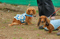 DoggyPark_A-138_thumb.png