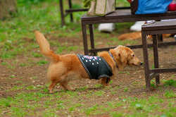 DoggyPark_A-139.jpg
