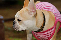 DoggyPark_A-141_thumb.png