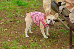 DoggyPark_A-142.jpg