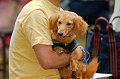 DoggyPark_A-143_thumb.png