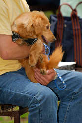 DoggyPark_A-144.jpg