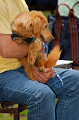 DoggyPark_A-144_thumb.png