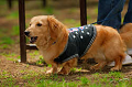 DoggyPark_A-145_thumb.png