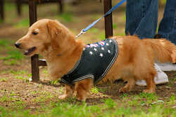 DoggyPark_A-146.jpg