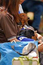 DoggyPark_A-147.jpg