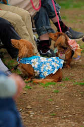 DoggyPark_A-148.jpg