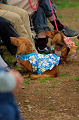 DoggyPark_A-148_thumb.png