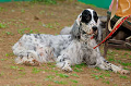DoggyPark_A-149_thumb.png