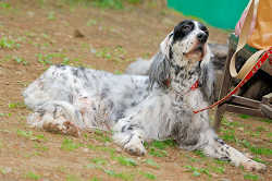 DoggyPark_A-150.jpg