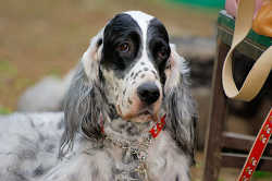 DoggyPark_A-151.jpg