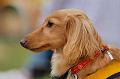 DoggyPark_A-152_thumb.png