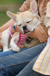 DoggyPark_A-153.jpg