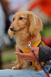 DoggyPark_A-154.jpg