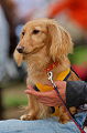 DoggyPark_A-154_thumb.png