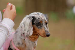DoggyPark_A-155.jpg
