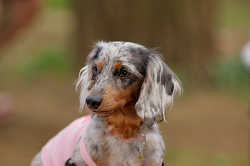DoggyPark_A-156.jpg