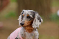 DoggyPark_A-156_thumb.png