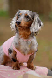 DoggyPark_A-157.jpg