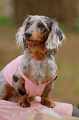 DoggyPark_A-157_thumb.png