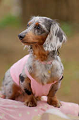 DoggyPark_A-158_thumb.png