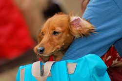 DoggyPark_A-159.jpg