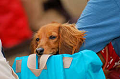 DoggyPark_A-160_thumb.png