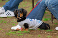 DoggyPark_A-161_thumb.png