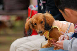 DoggyPark_A-162.jpg