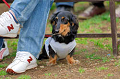 DoggyPark_A-163_thumb.png