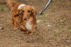 DoggyPark_A-166.jpg