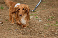 DoggyPark_A-166_thumb.png