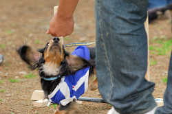 DoggyPark_A-167.jpg
