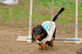 DoggyPark_A-168_thumb.png