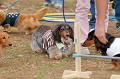 DoggyPark_A-169_thumb.png