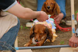 DoggyPark_A-170.jpg