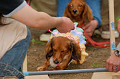 DoggyPark_A-170_thumb.png