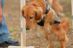 DoggyPark_A-171.jpg