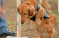DoggyPark_A-171_thumb.png