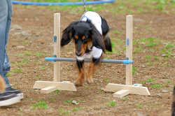 DoggyPark_A-174.jpg