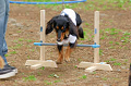 DoggyPark_A-174_thumb.png