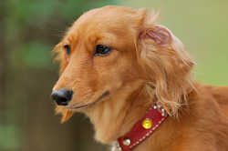 DoggyPark_A-175.jpg