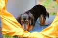 DoggyPark_A-176_thumb.png