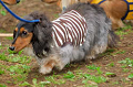 DoggyPark_A-177_thumb.png