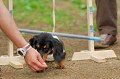 DoggyPark_A-178_thumb.png