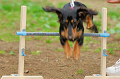 DoggyPark_A-179_thumb.png