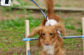DoggyPark_A-180_thumb.png