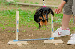 DoggyPark_A-181.jpg