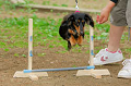 DoggyPark_A-181_thumb.png