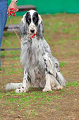 DoggyPark_A-182_thumb.png